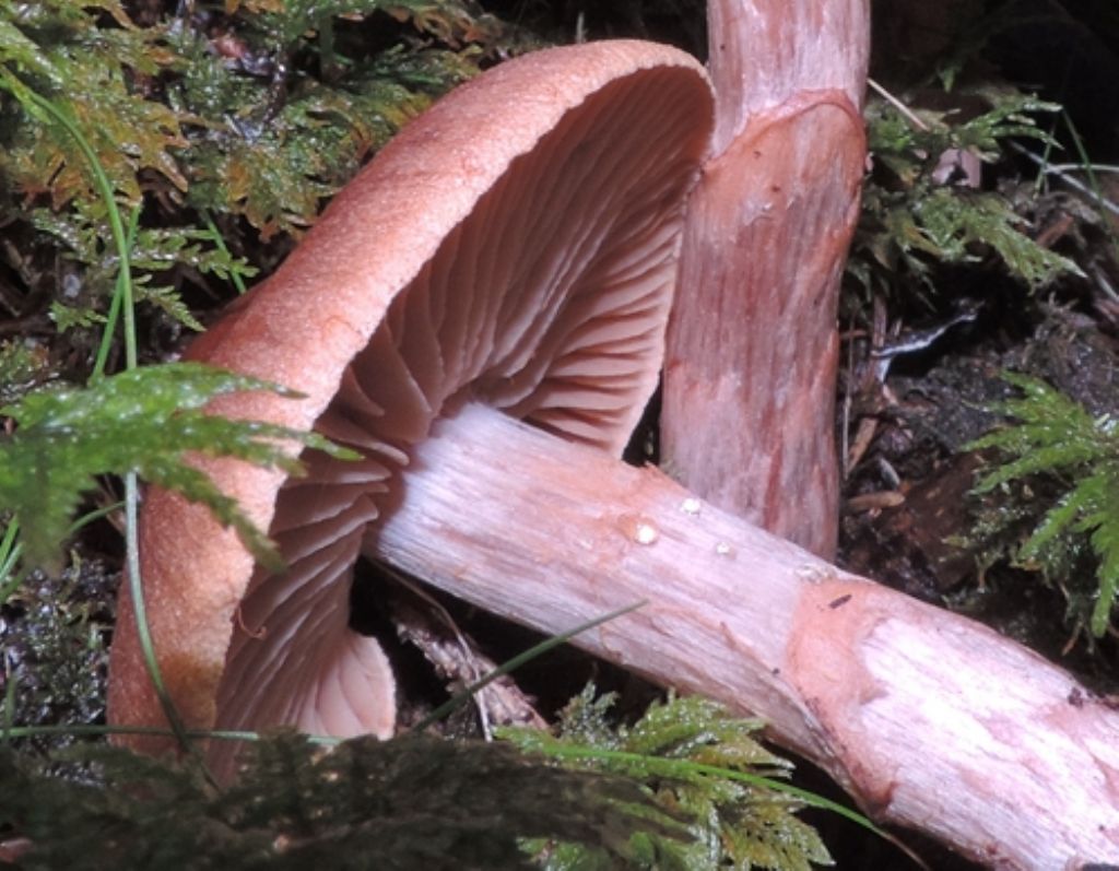 Cortinarius da determinare